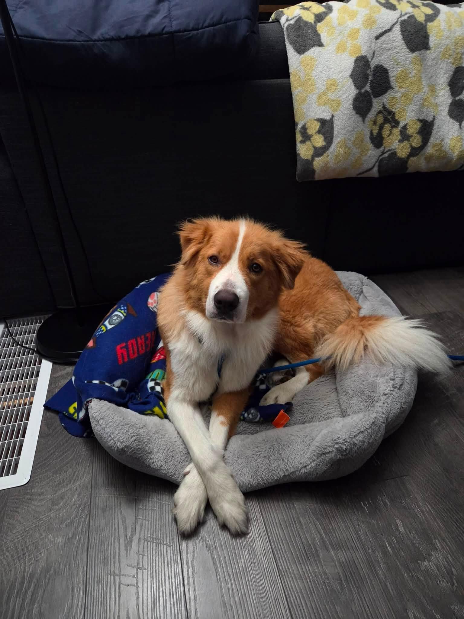 Enlarge Martha, a Adopted mixed breed in Toronto, ON image 1/6