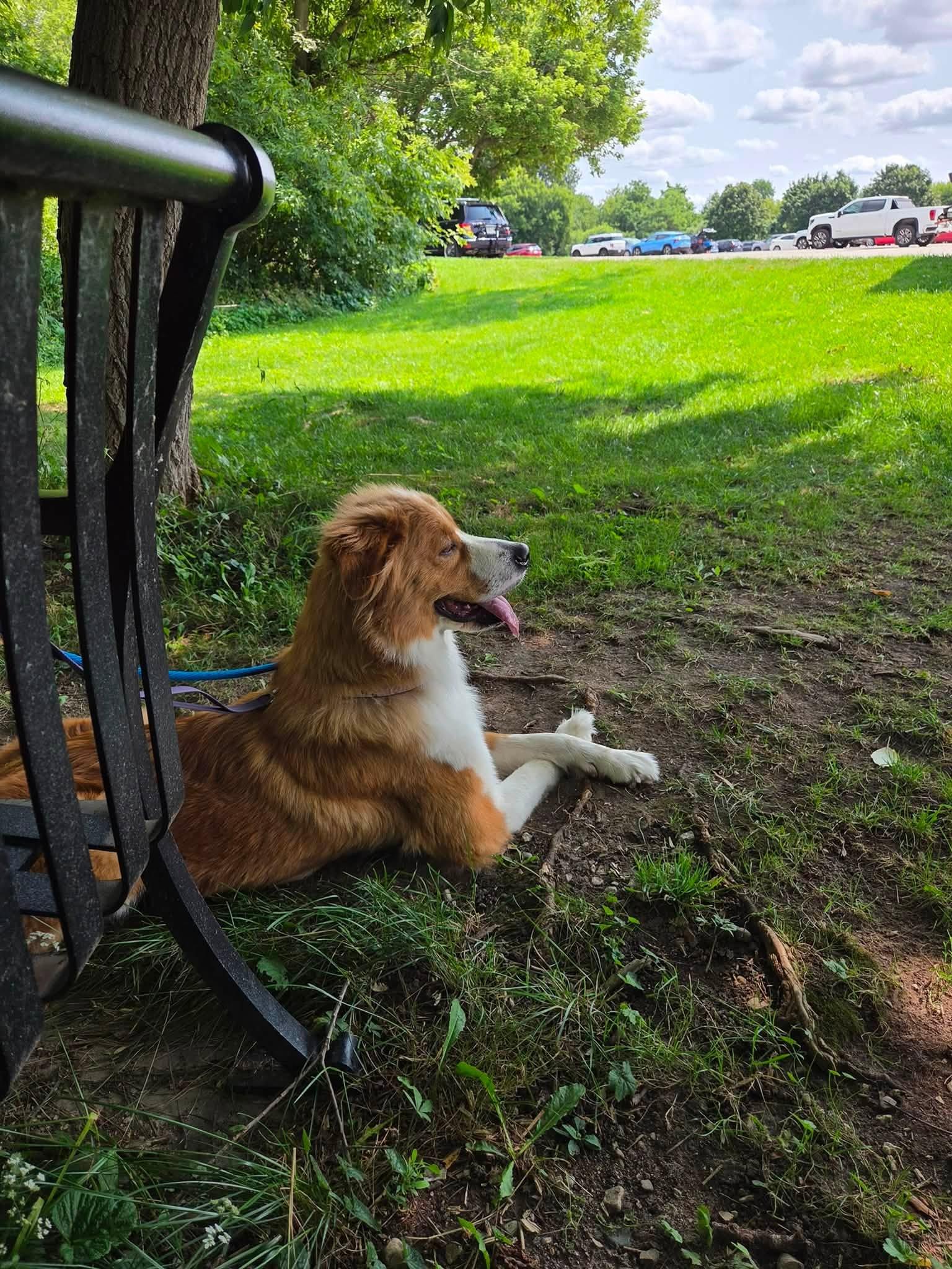 Enlarge Martha, a Adopted mixed breed in Toronto, ON image 5/6