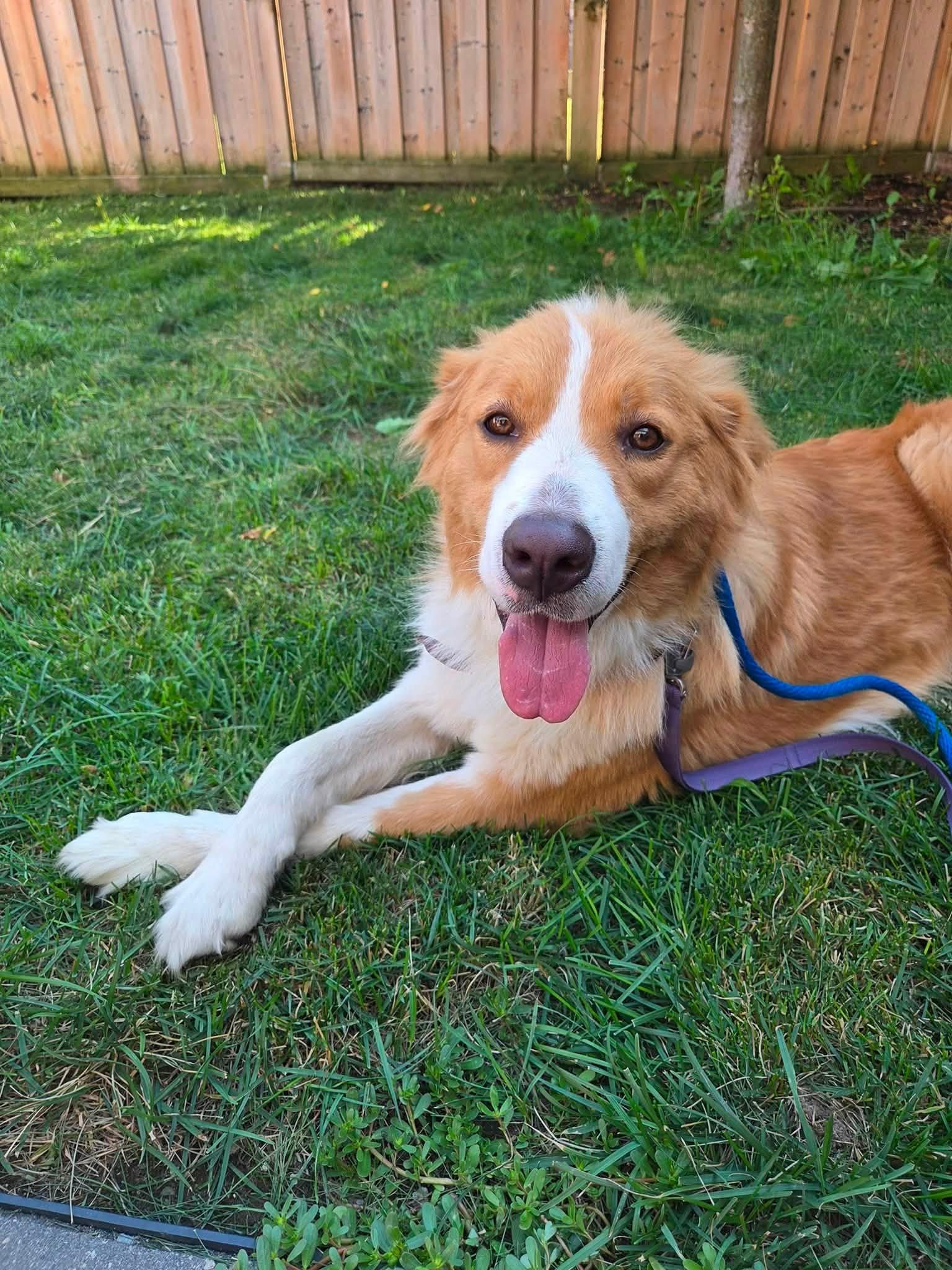 Enlarge Martha, a Adopted mixed breed in Toronto, ON image 3/6