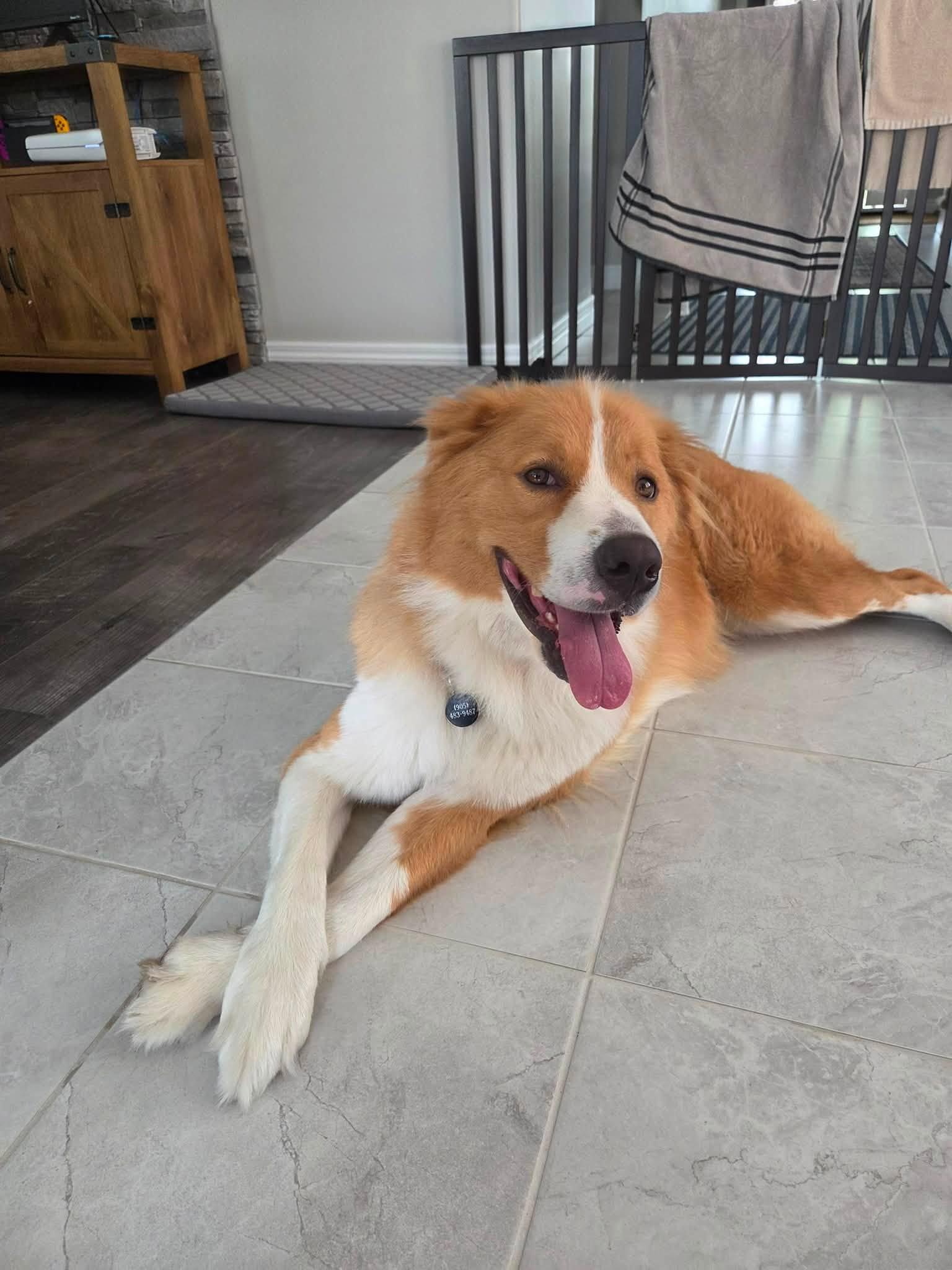 Enlarge Martha, a Adopted mixed breed in Toronto, ON image 6/6