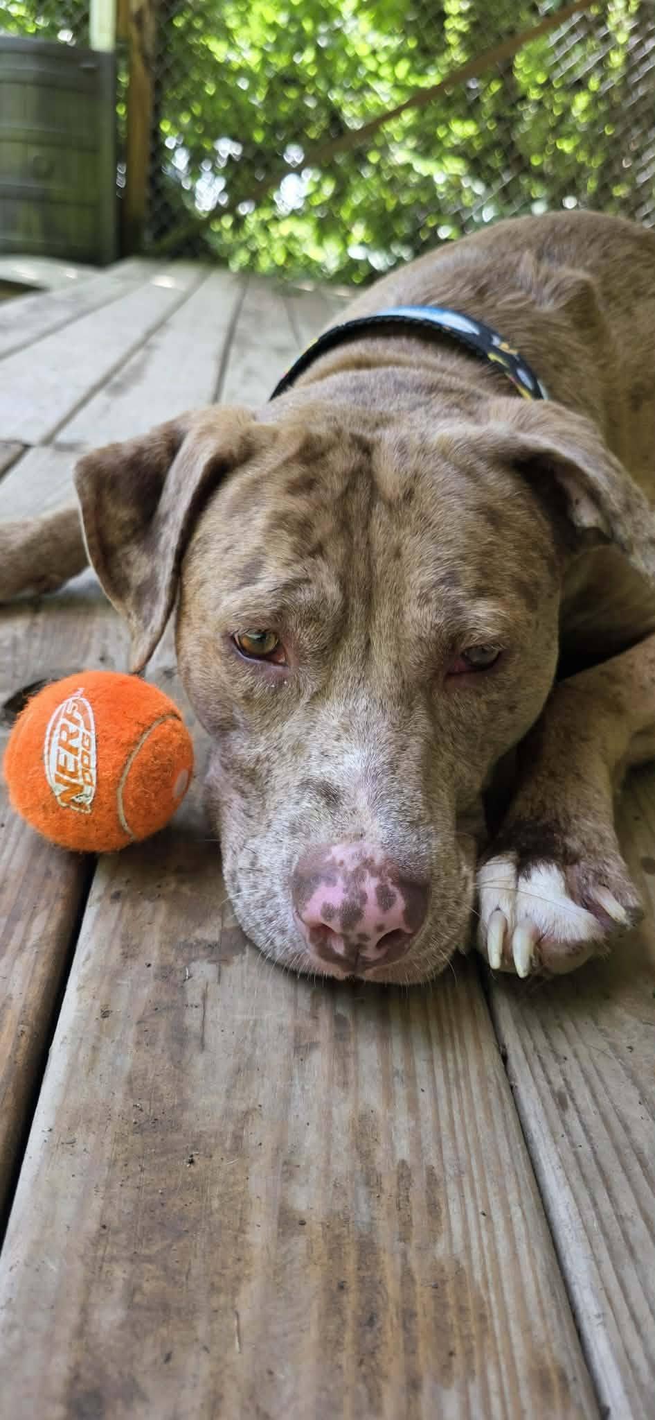 Gunther, Adopted, Adult Male Catahoula Leopard Dog.