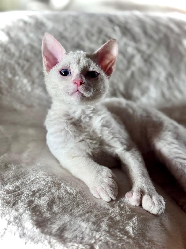 (SF) 12/27/25 - Tofu, Adoptable, Kitten Male Extra-Toes Cat / Hemingway Polydactyl.