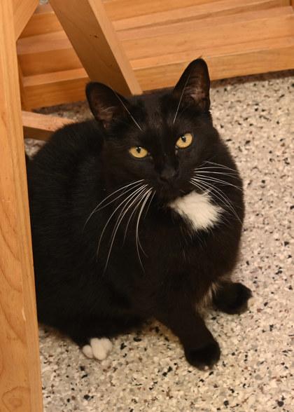 Penelope FIV+
