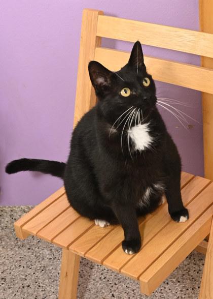 Penelope FIV+