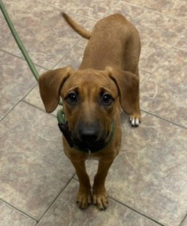 Karen, Adoptable, Puppy Female Black Mouth Cur.