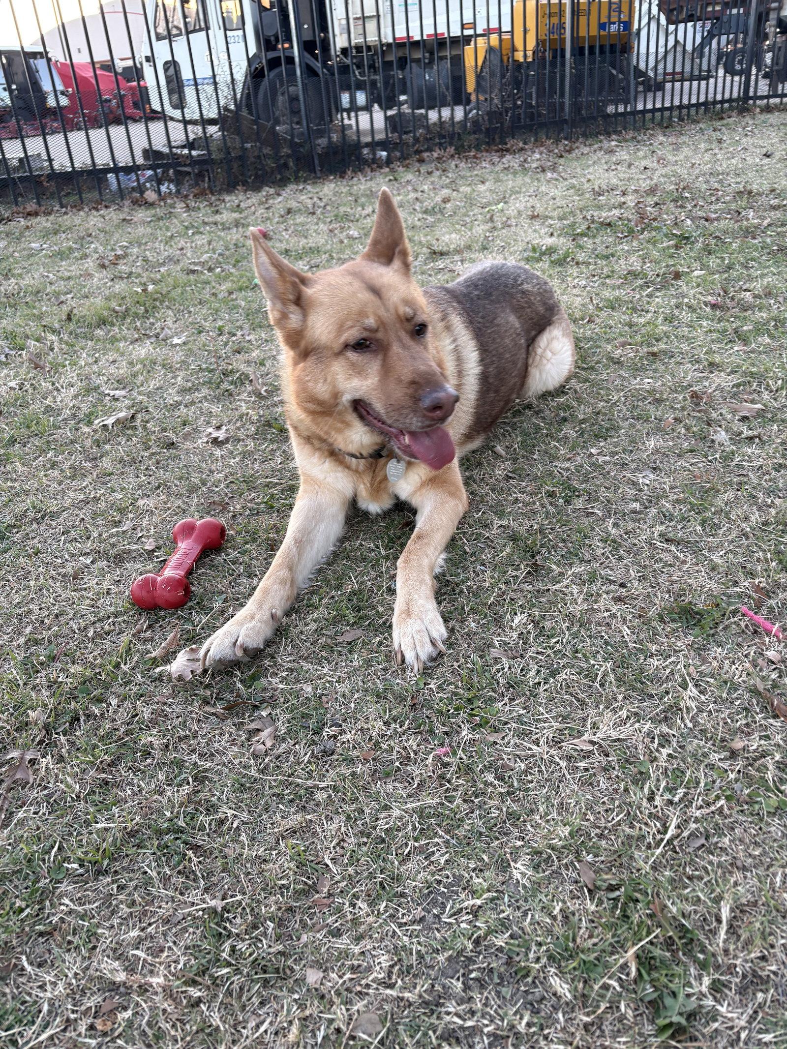 Enlarge Peseat, a Adoptable German Shepherd Dog in Richardson, TX image 2/3
