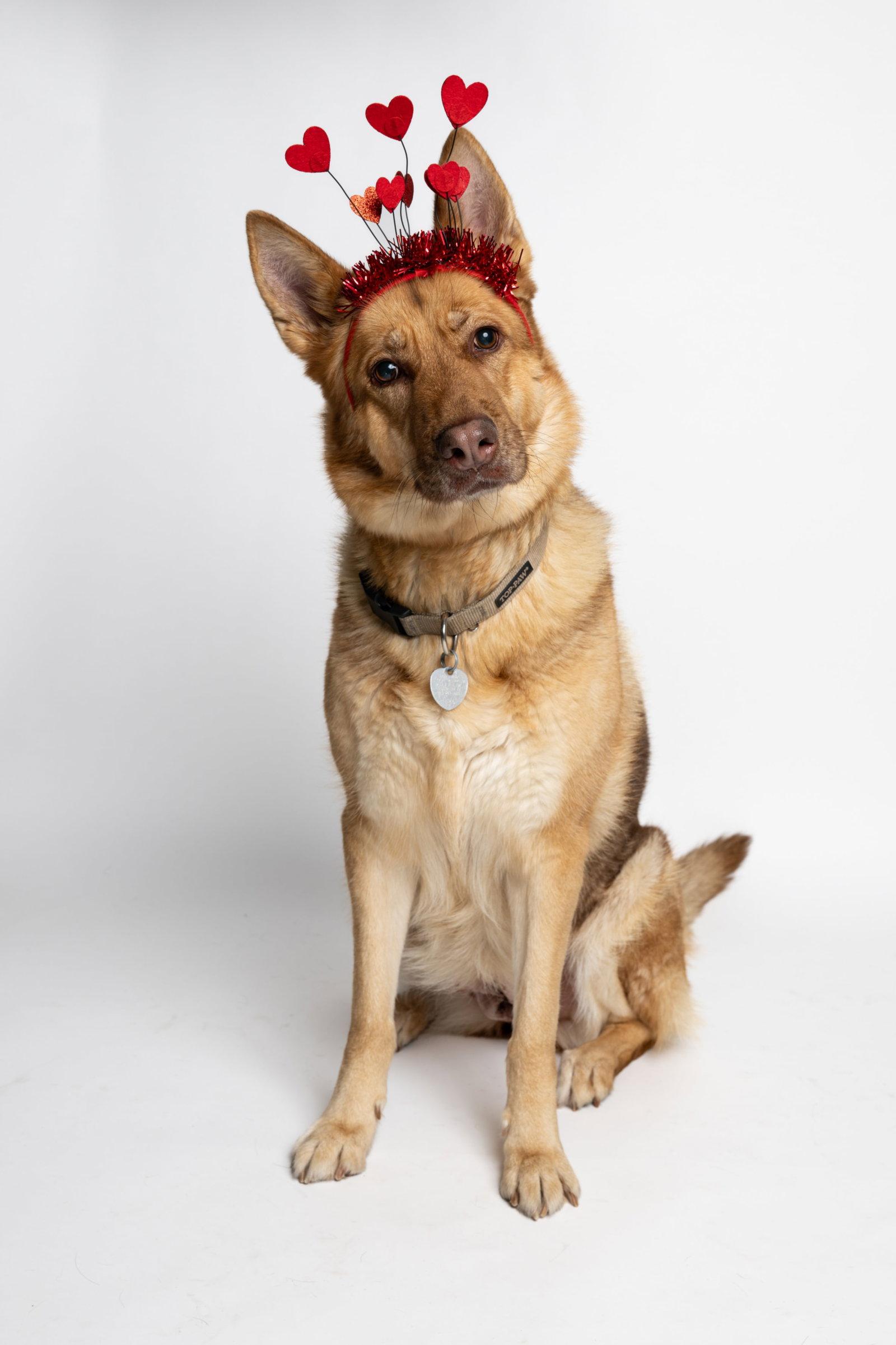 Enlarge Peseat, a Adoptable German Shepherd Dog in Richardson, TX image 3/3