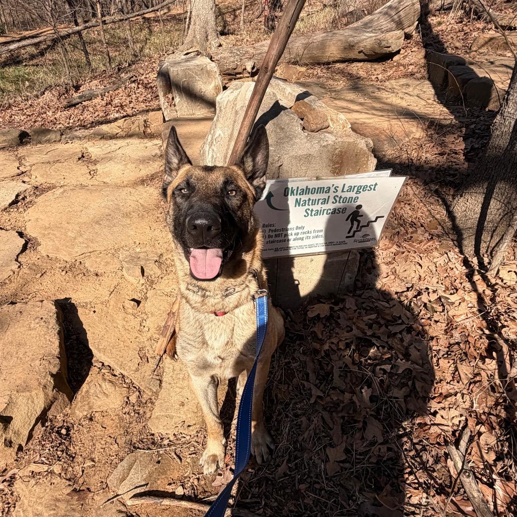 Enlarge Canelo, a Adoptable Belgian Shepherd / Malinois in Tulsa, OK image 1/6