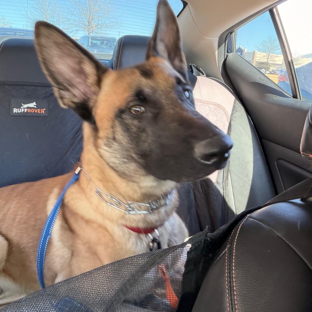 Enlarge Canelo, a Adoptable Belgian Shepherd / Malinois in Tulsa, OK image 2/6