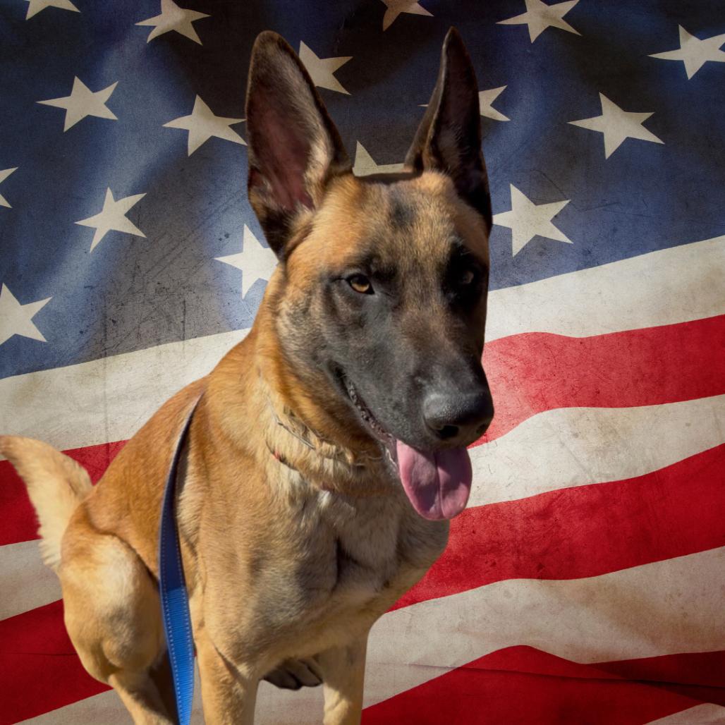 Enlarge Canelo, a Adoptable Belgian Shepherd / Malinois in Tulsa, OK image 3/6