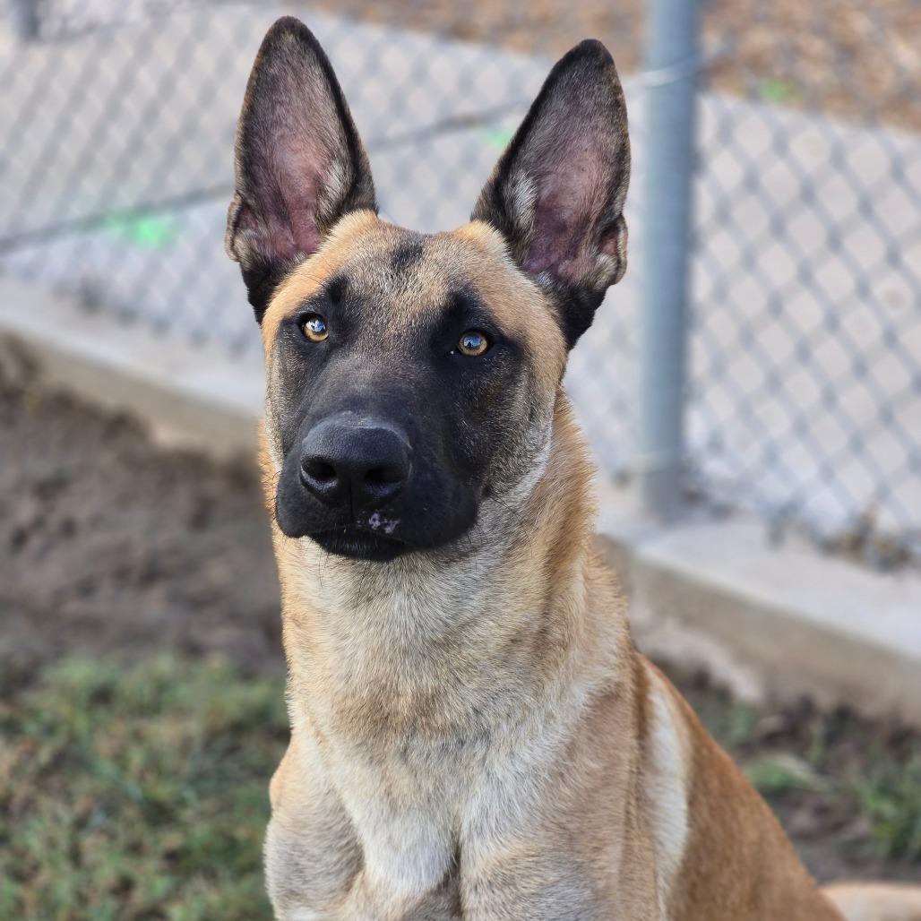 Enlarge Canelo, a Adoptable Belgian Shepherd / Malinois in Tulsa, OK image 5/6