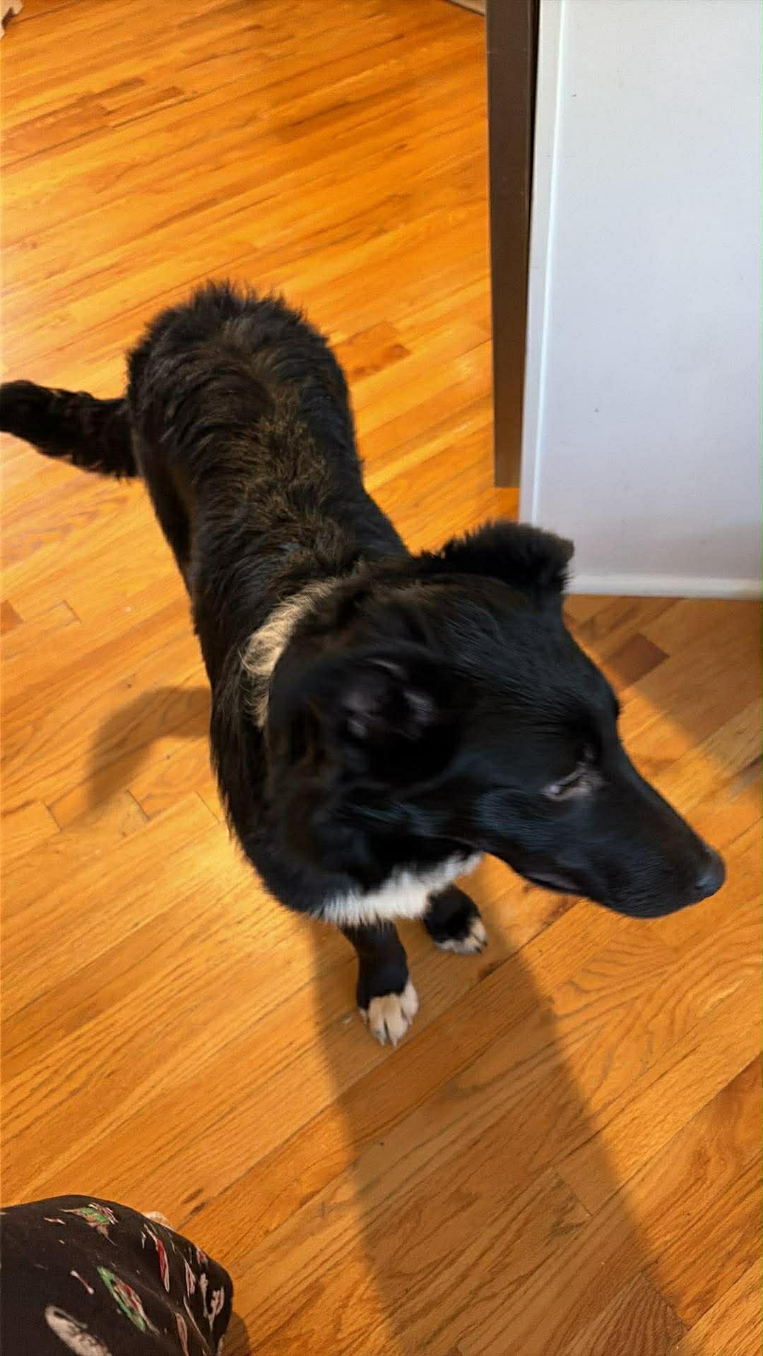 Spike, a Adopted Collie in Holly Springs, NC image 2/2