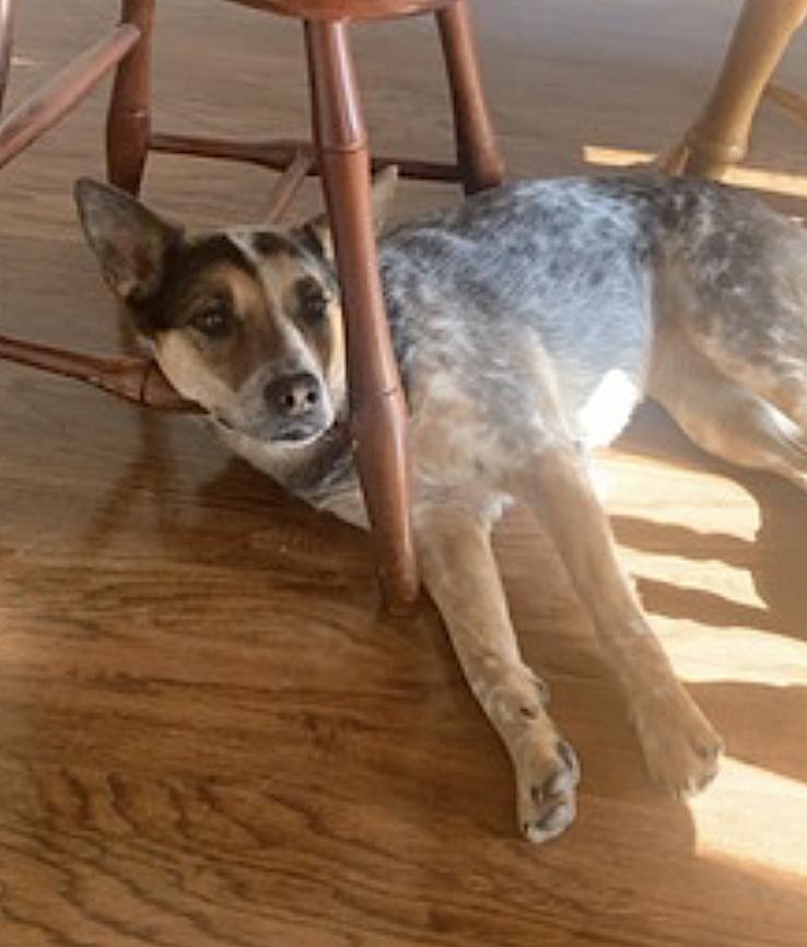 Enlarge Zoe, a Adoptable Australian Cattle Dog / Blue Heeler in Jonestown, PA image 5/6