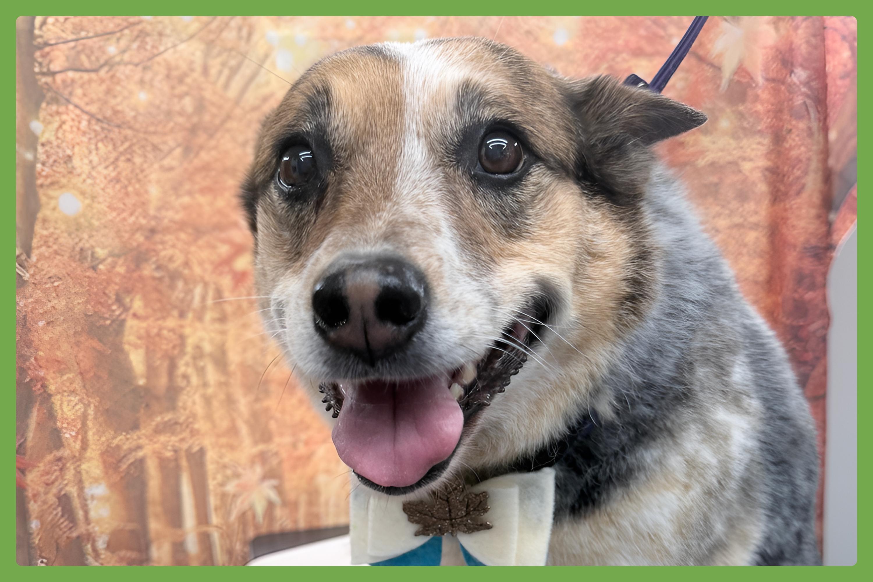 Zoe, Adoptable, Senior Female Australian Cattle Dog / Blue Heeler.