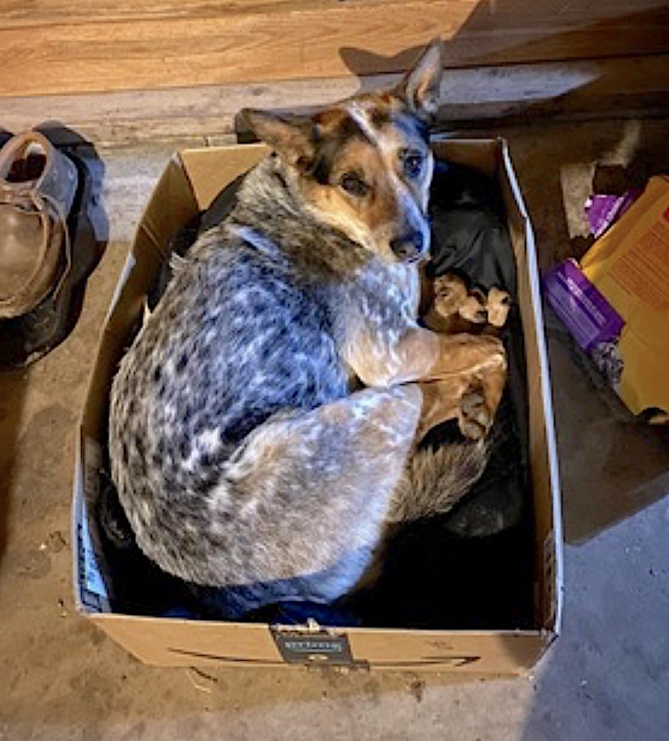 Enlarge Zoe, a Adoptable Australian Cattle Dog / Blue Heeler in Jonestown, PA image 3/6