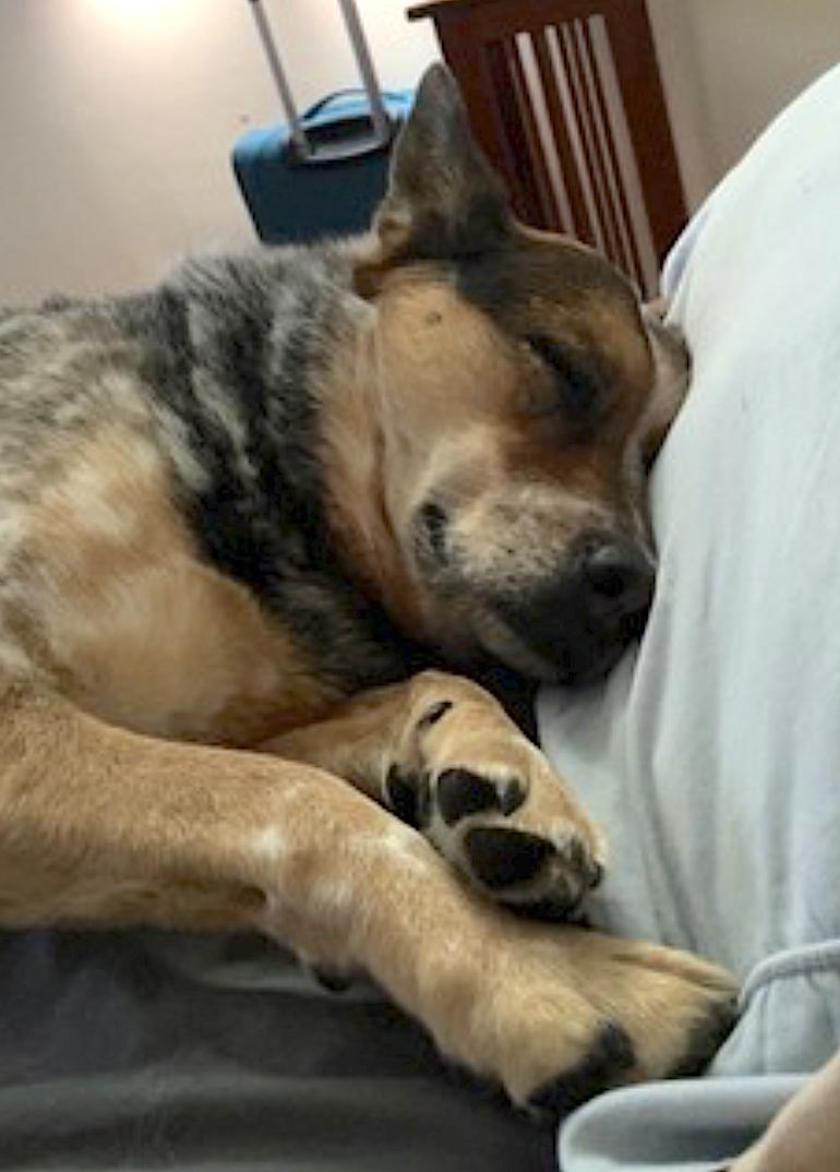 Enlarge Zoe, a Adoptable Australian Cattle Dog / Blue Heeler in Jonestown, PA image 6/6