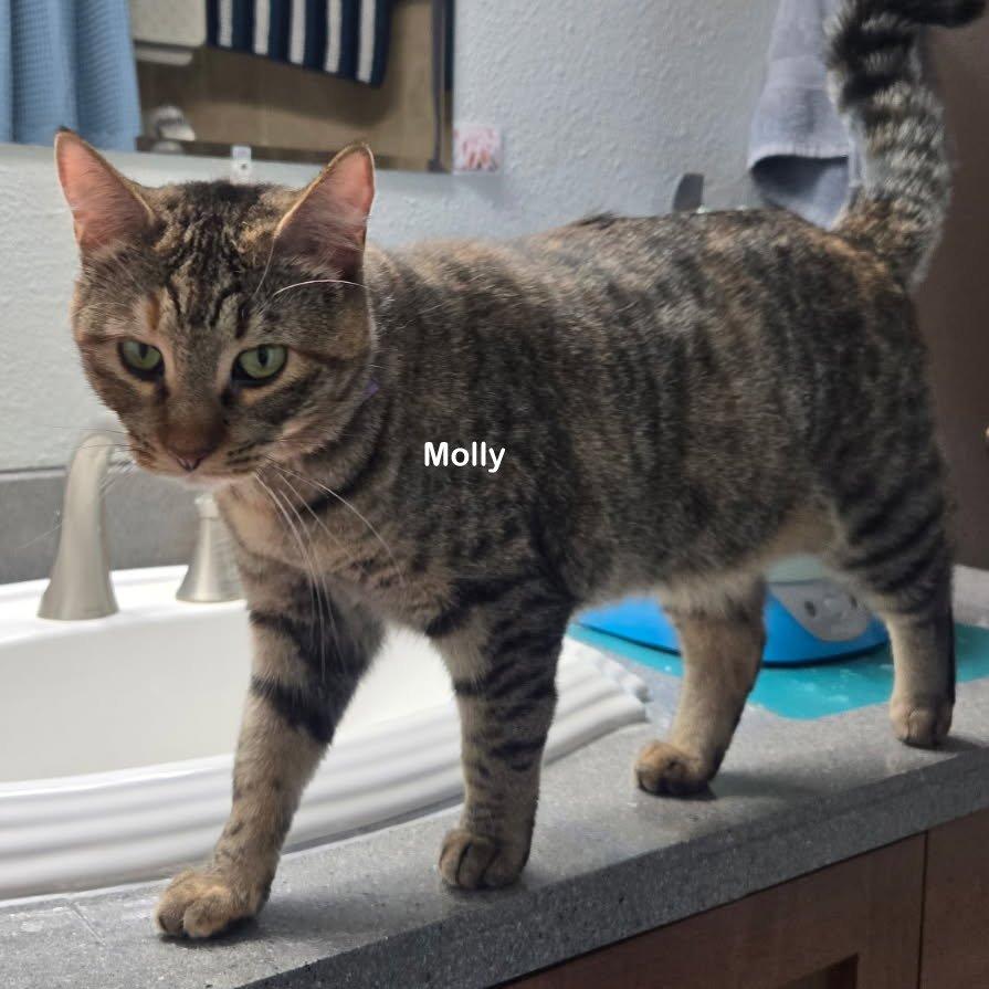 Molly, a Adoptable mixed breed in Portland, OR image 6/6