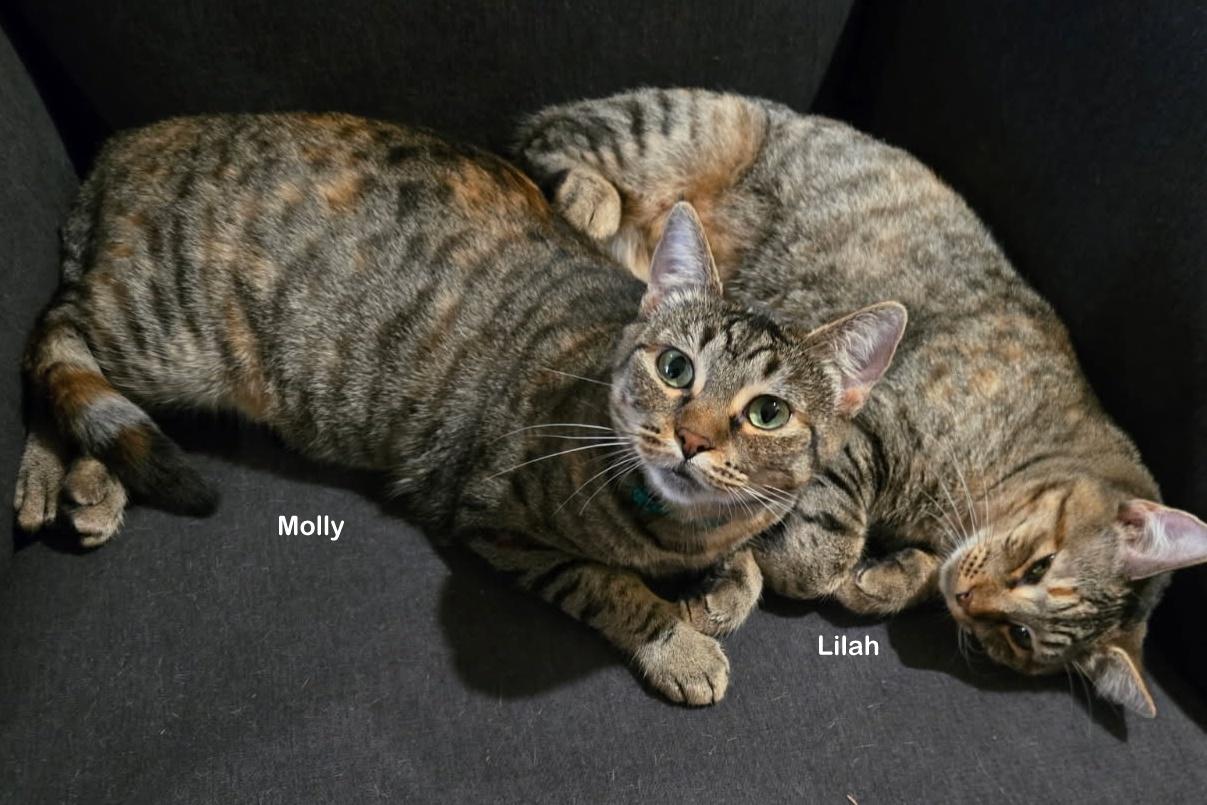 Molly, a Adoptable mixed breed in Portland, OR image 2/6