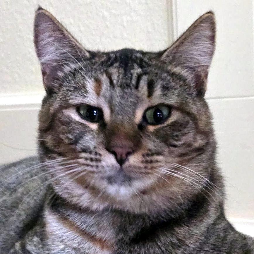 Molly, a Adoptable mixed breed in Portland, OR image 3/6