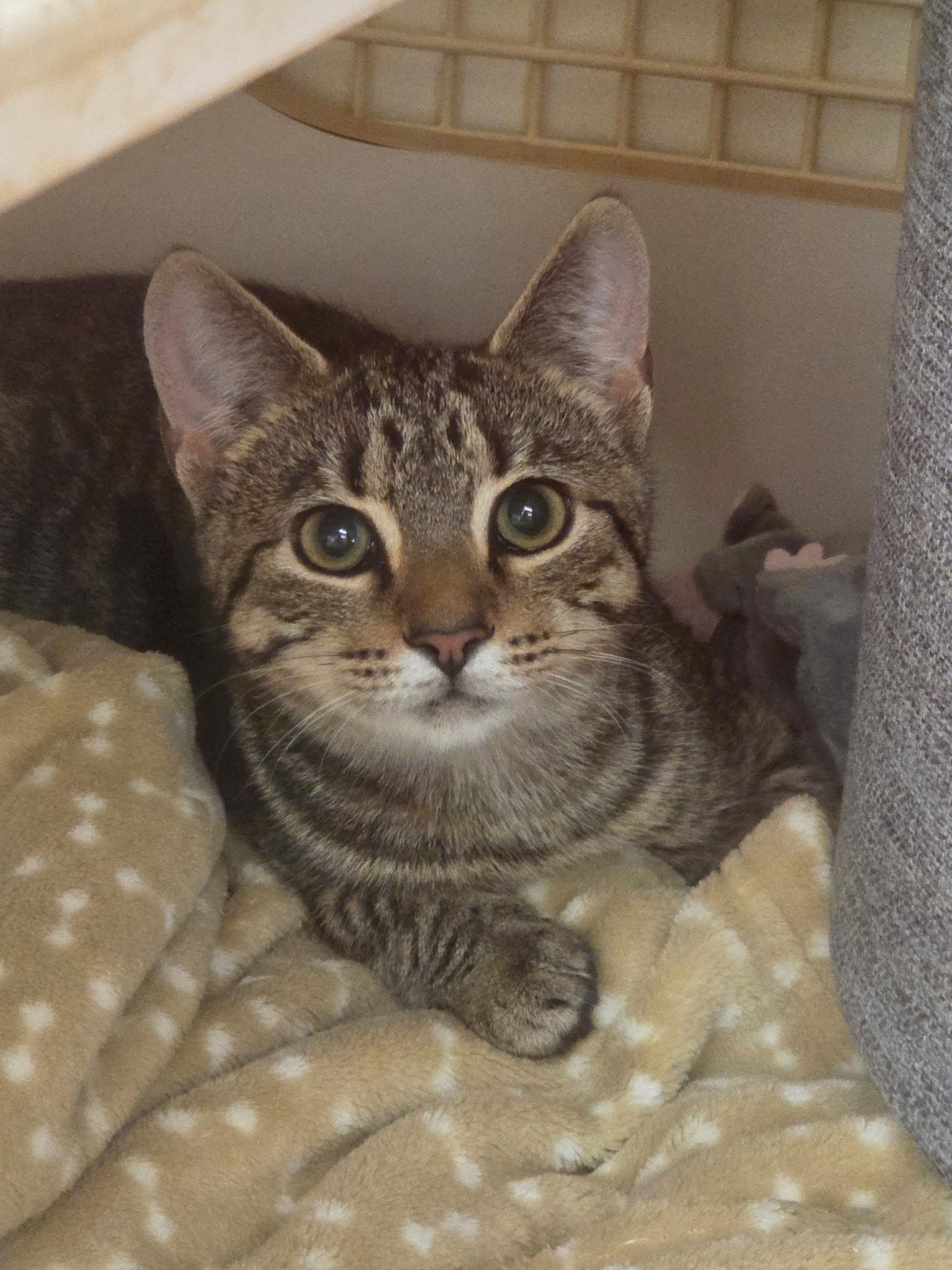 Joey, Adopted, Kitten Female Domestic Short Hair.