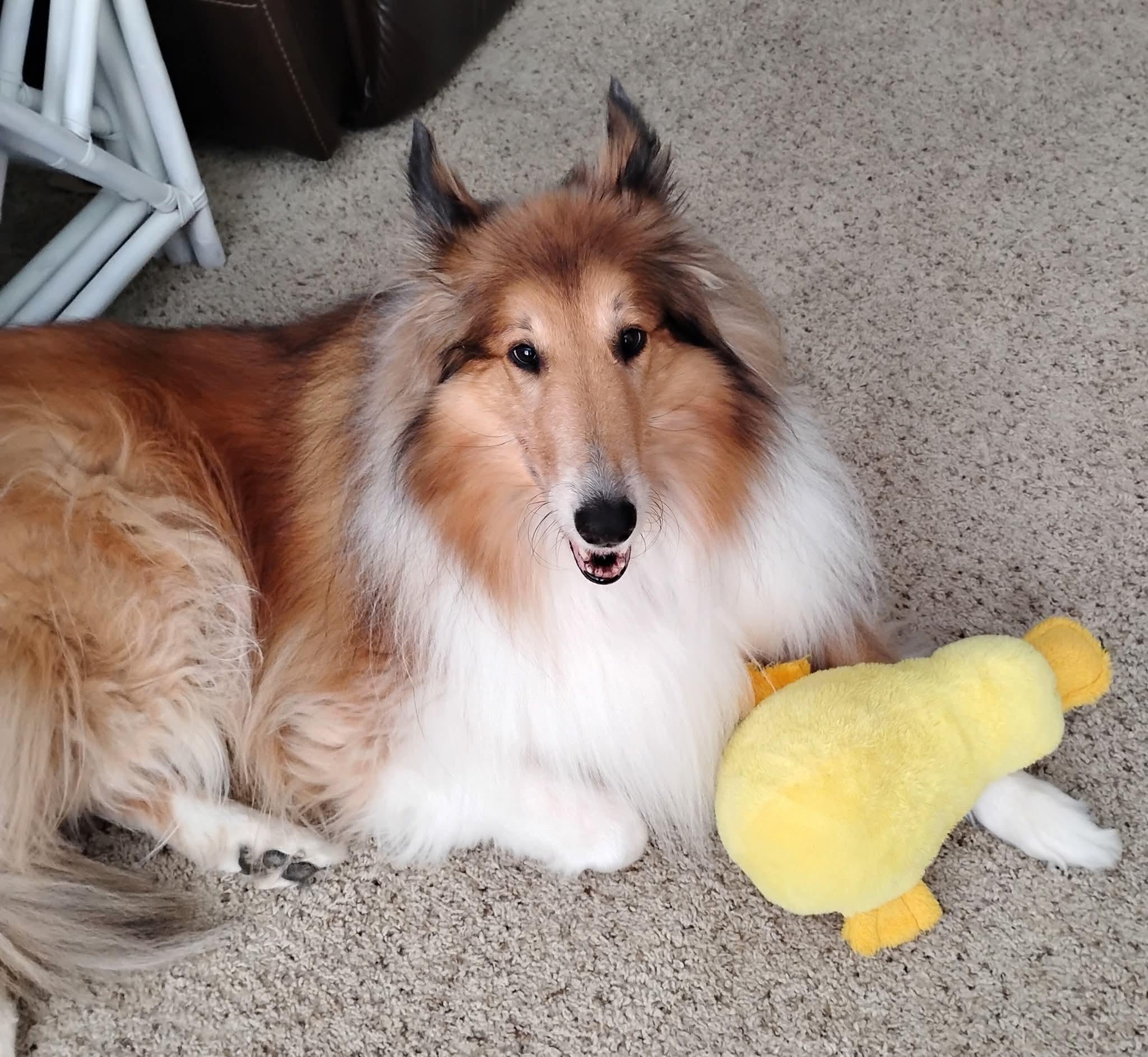 Grace, a Adoptable Rough Collie image 2/4