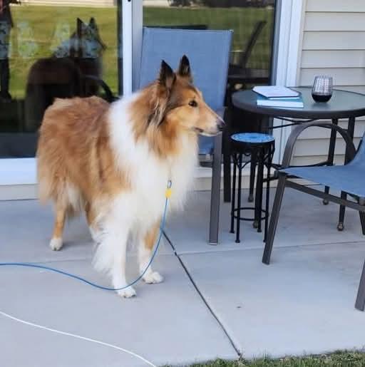 Grace, a Adoptable Rough Collie image 3/4