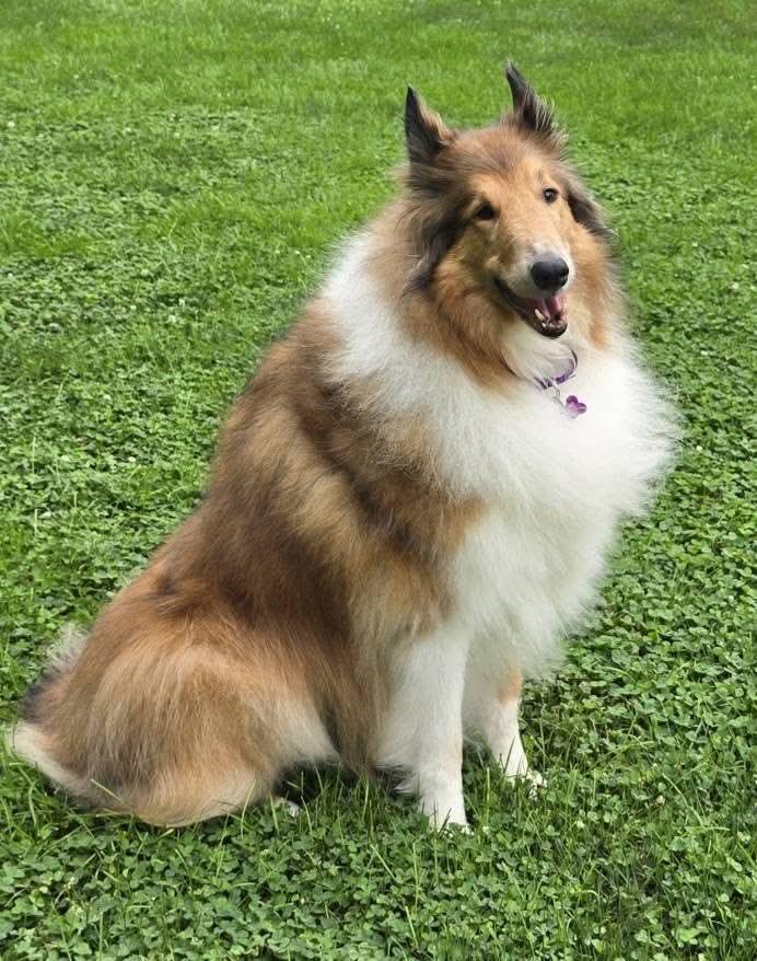 Grace, a Adoptable Rough Collie image 4/4
