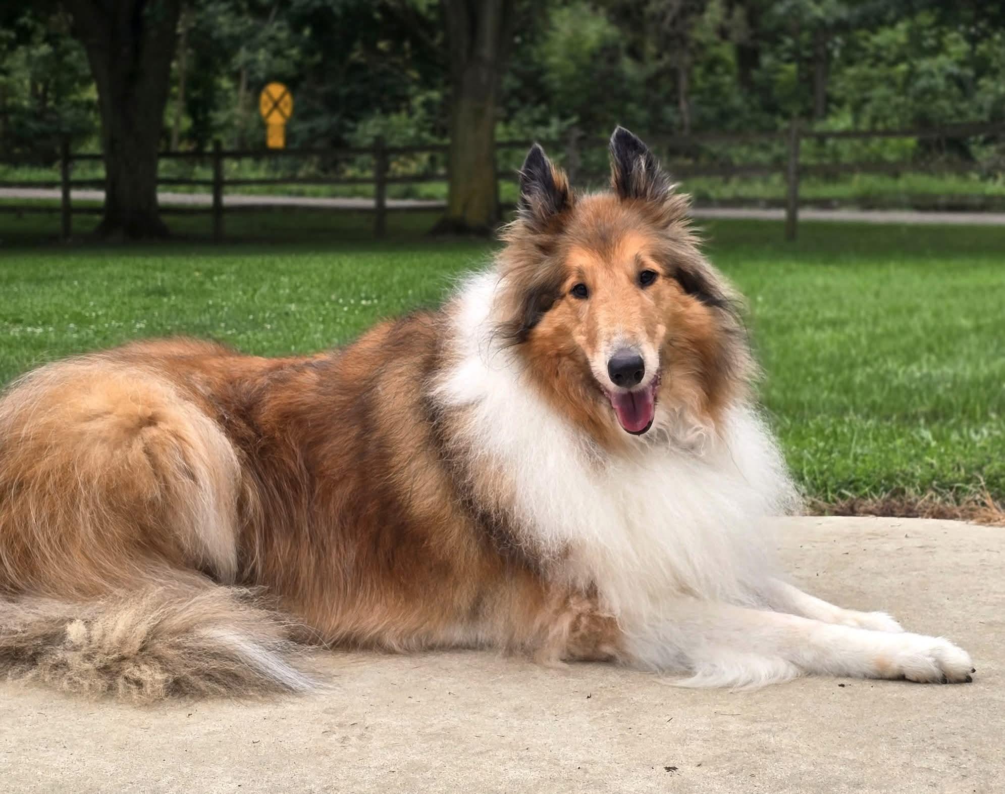 Grace, a Adoptable Rough Collie image 1/4