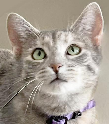 Enlarge Sunflower, a ADOPTABLE Domestic Short Hair in Mansfield, OH image 1/1