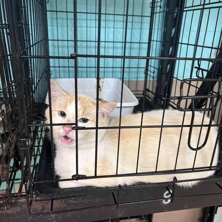 Falkore, Adoptable, Adult Male Domestic Short Hair.