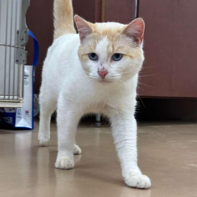Enlarge Falkore, a Adoptable Domestic Short Hair in Gadsden, AL image 3/5