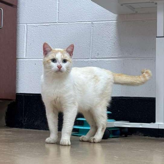 Enlarge Falkore, a Adoptable Domestic Short Hair in Gadsden, AL image 4/5