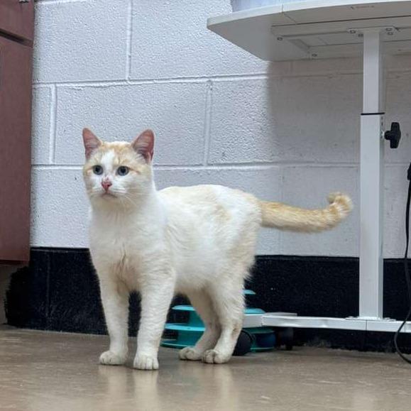 Enlarge Falkore, a Adoptable Domestic Short Hair in Gadsden, AL image 5/5