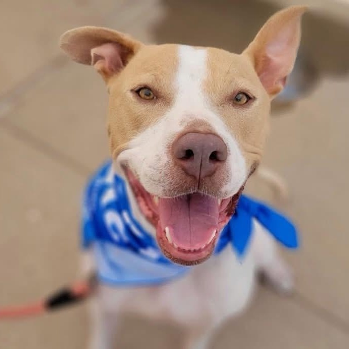 Bonita, Adoptable, Adult Female Mixed Breed.