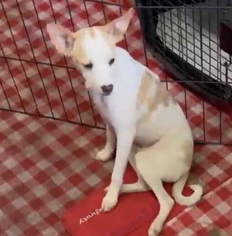 Slowpoke, a Adopted mixed breed in Herriman, UT image 2/3