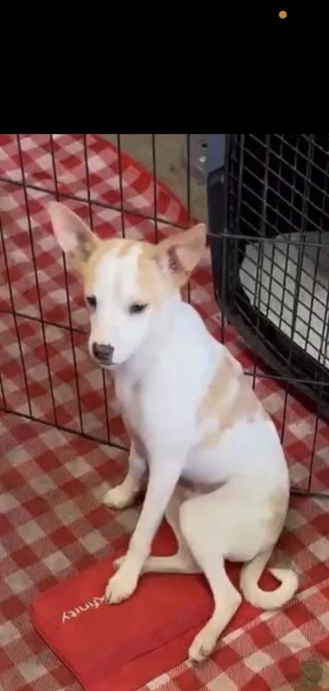 Slowpoke, a Adopted mixed breed in Herriman, UT image 3/3