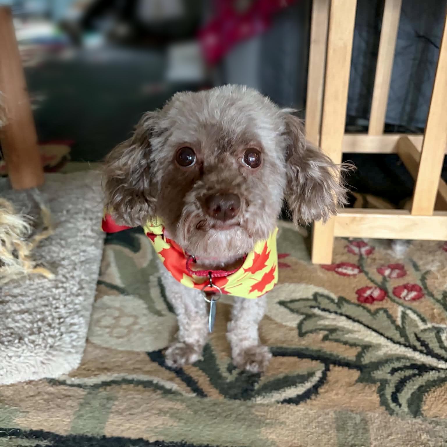 Enlarge Carl Dean - ADOPTION PENDING!, a Adoptable Poodle in Arlington, VA image 1/3