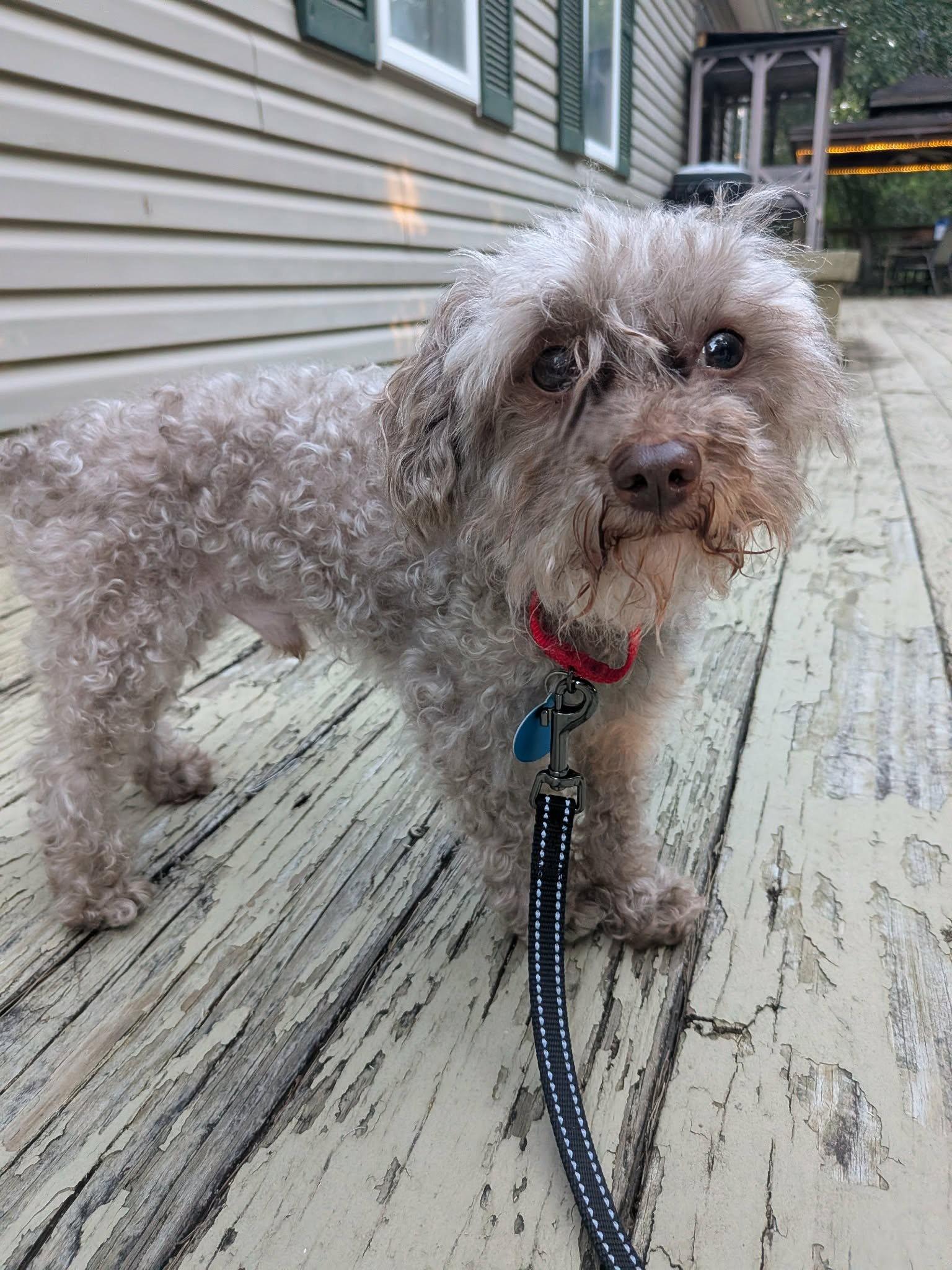 Enlarge Carl Dean - ADOPTION PENDING!, a Adoptable Poodle in Arlington, VA image 2/3