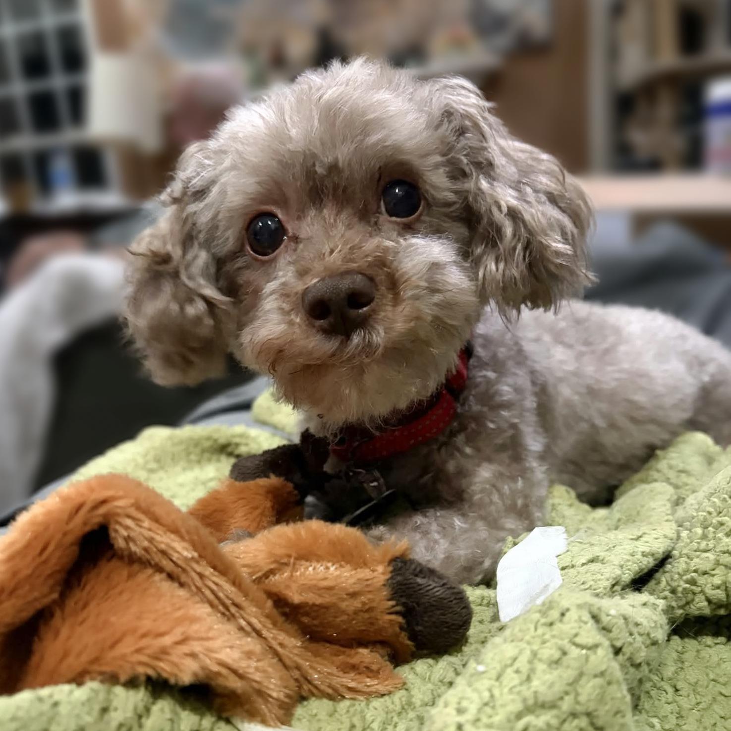 Enlarge Carl Dean - ADOPTION PENDING!, a Adoptable Poodle in Arlington, VA image 3/3