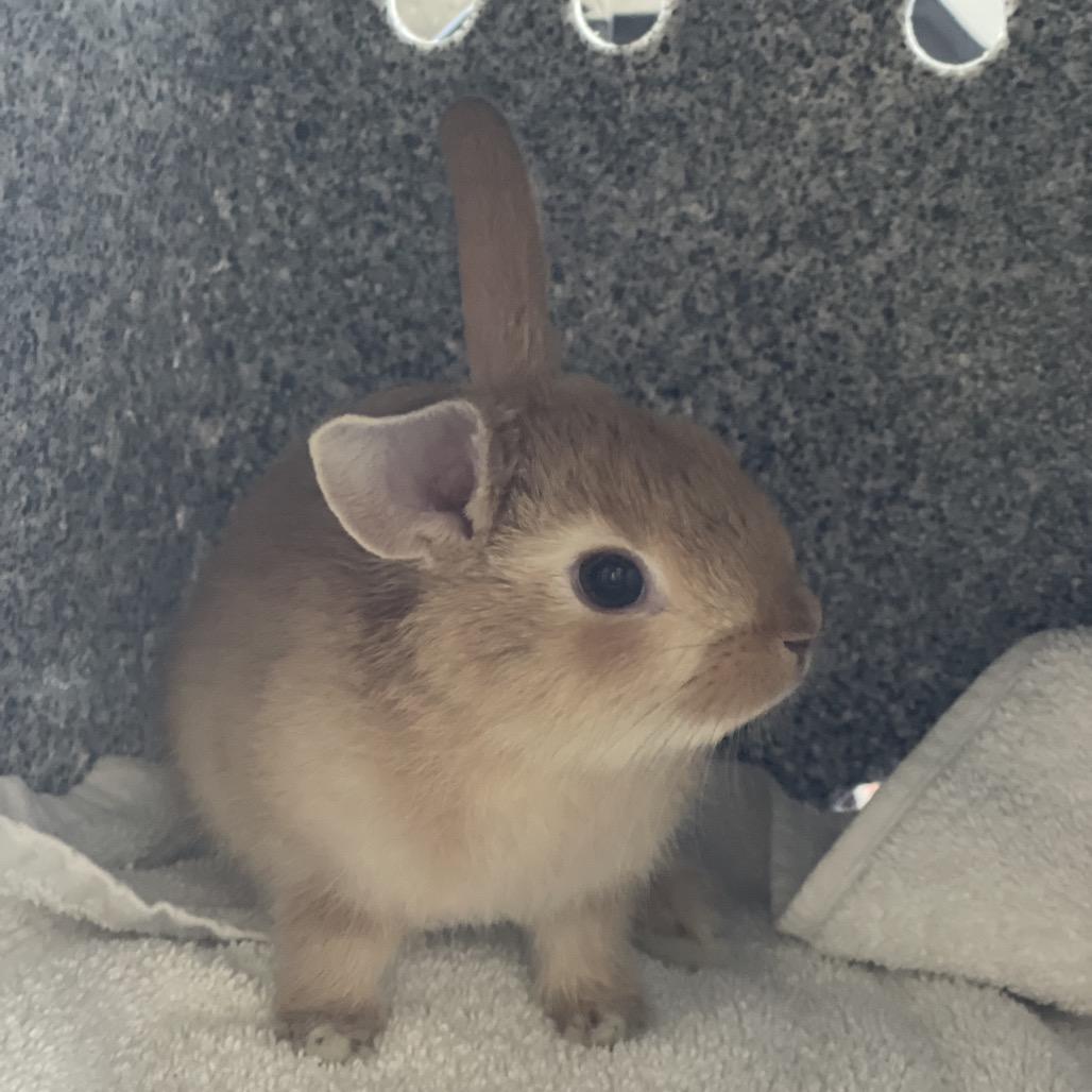 Twix photo