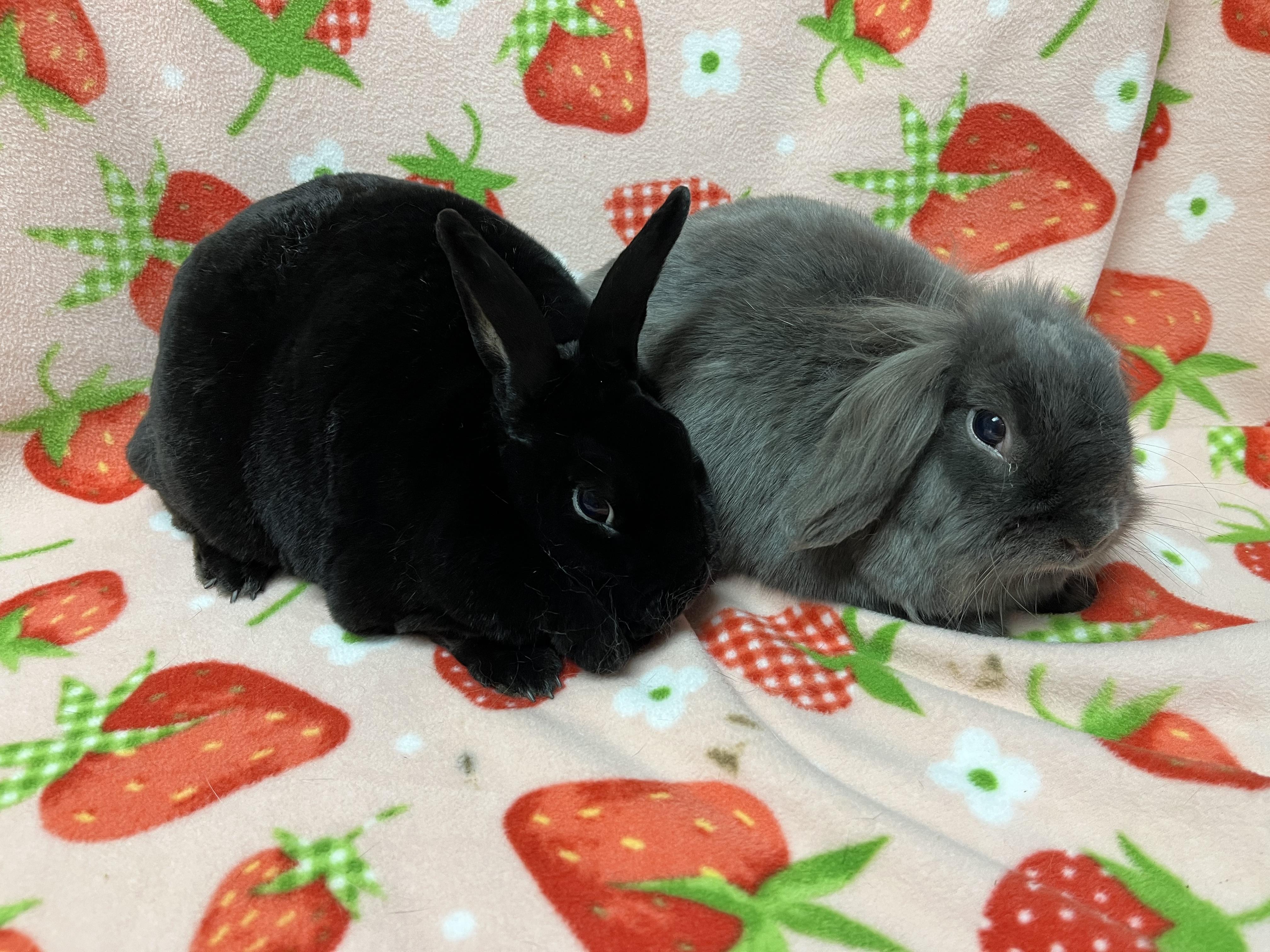Simba and Thumper, an adopted Bunny Rabbit in Harrisburg, PA image 2/2