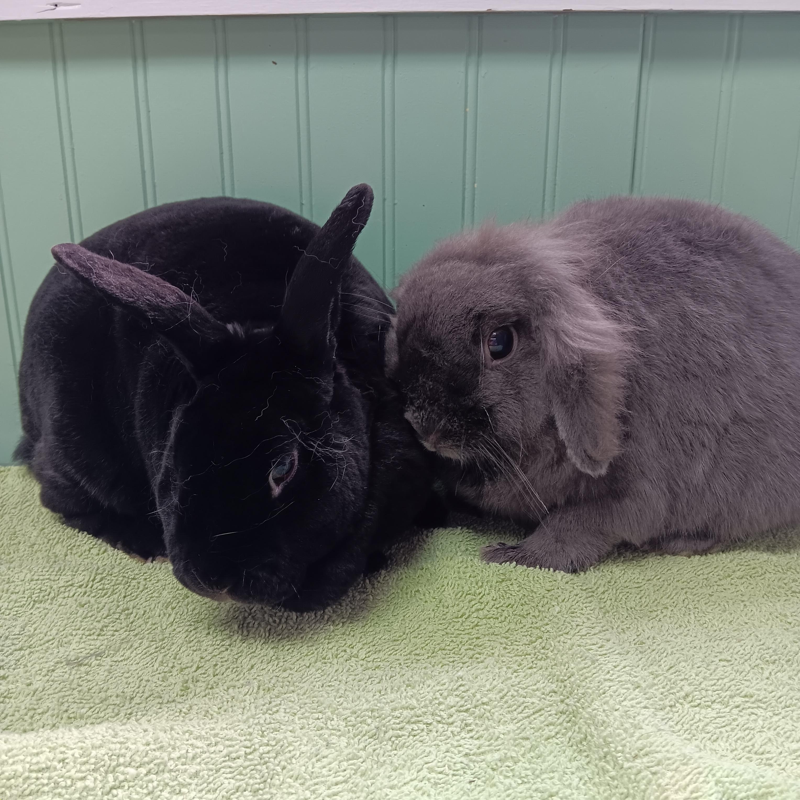 Simba and Thumper, adopted, Adult Male Bunny Rabbit.