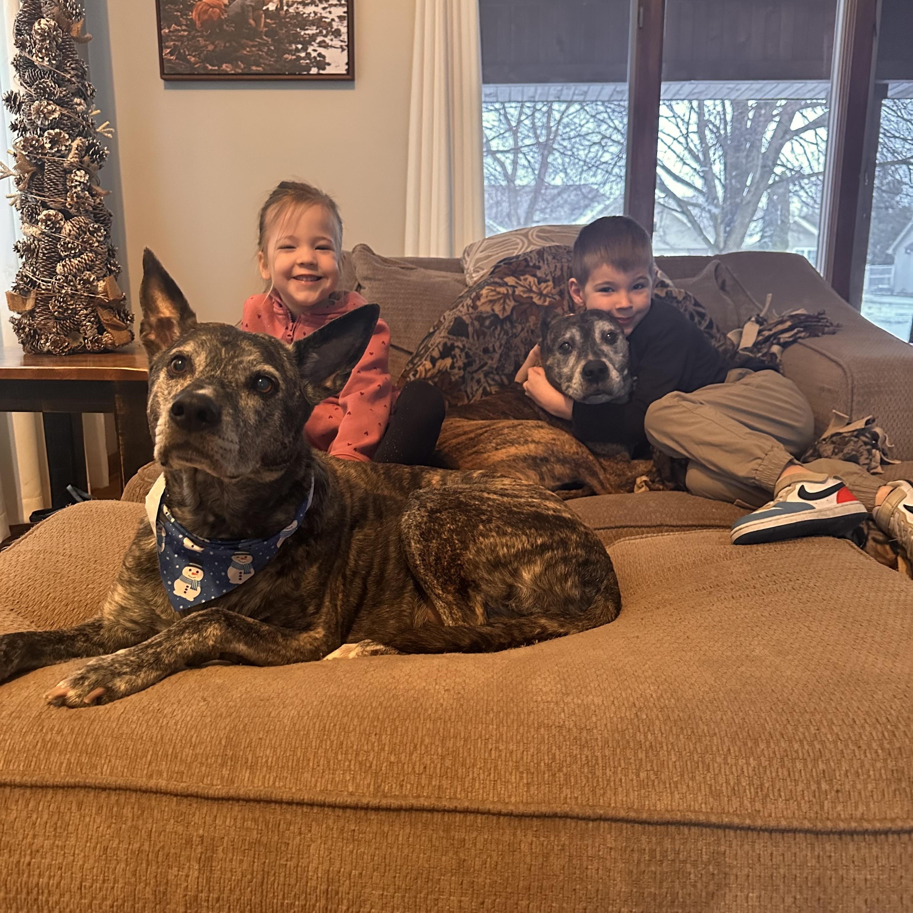 Roxy & Riley, ADOPTABLE, Senior Female Pit Bull Terrier.