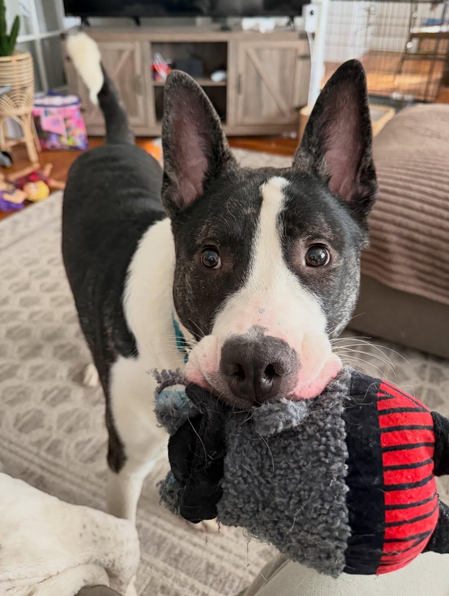 Enlarge Knox, a ADOPTABLE mixed breed in Salem, NH image 4/5