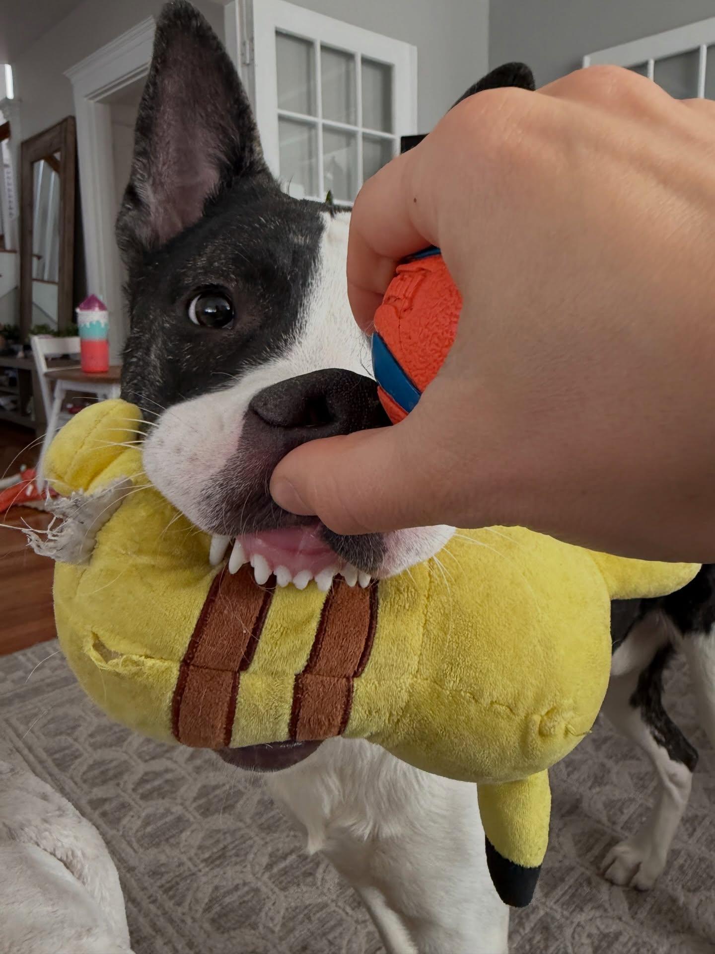 Enlarge Knox, a ADOPTABLE mixed breed in Salem, NH image 3/5