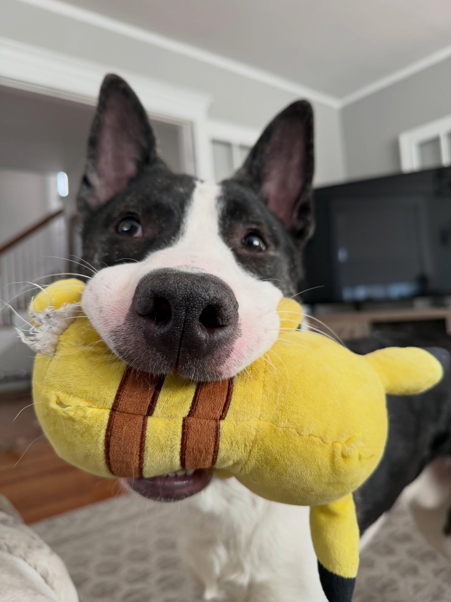 Enlarge Knox, a ADOPTABLE mixed breed in Salem, NH image 2/5