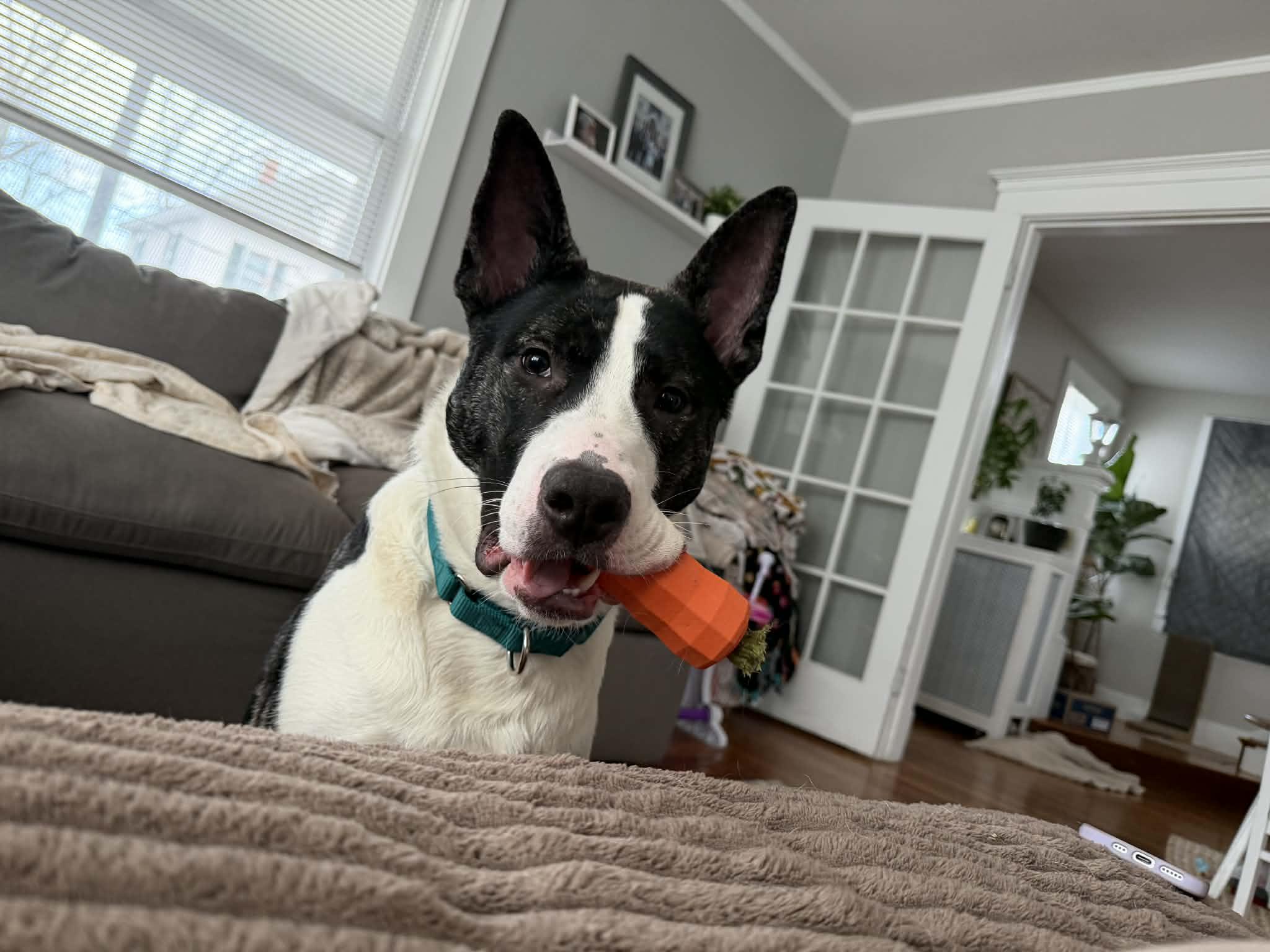 Enlarge Knox, a ADOPTABLE mixed breed in Salem, NH image 5/5