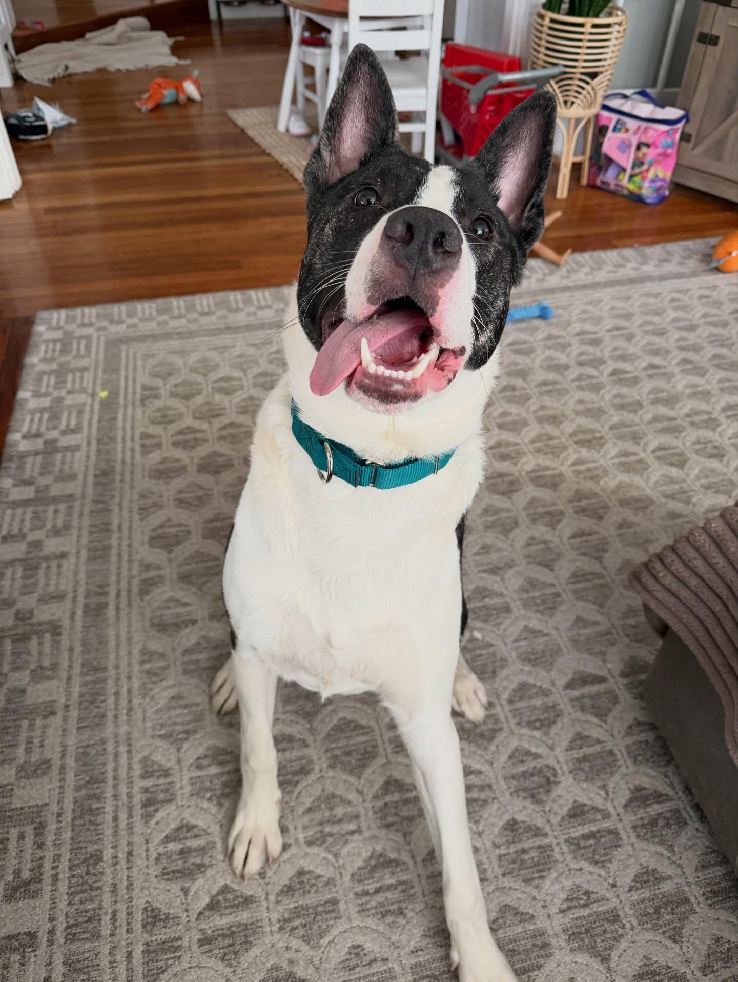 Knox, ADOPTABLE, Young Male Bull Terrier & American Staffordshire Terrier.