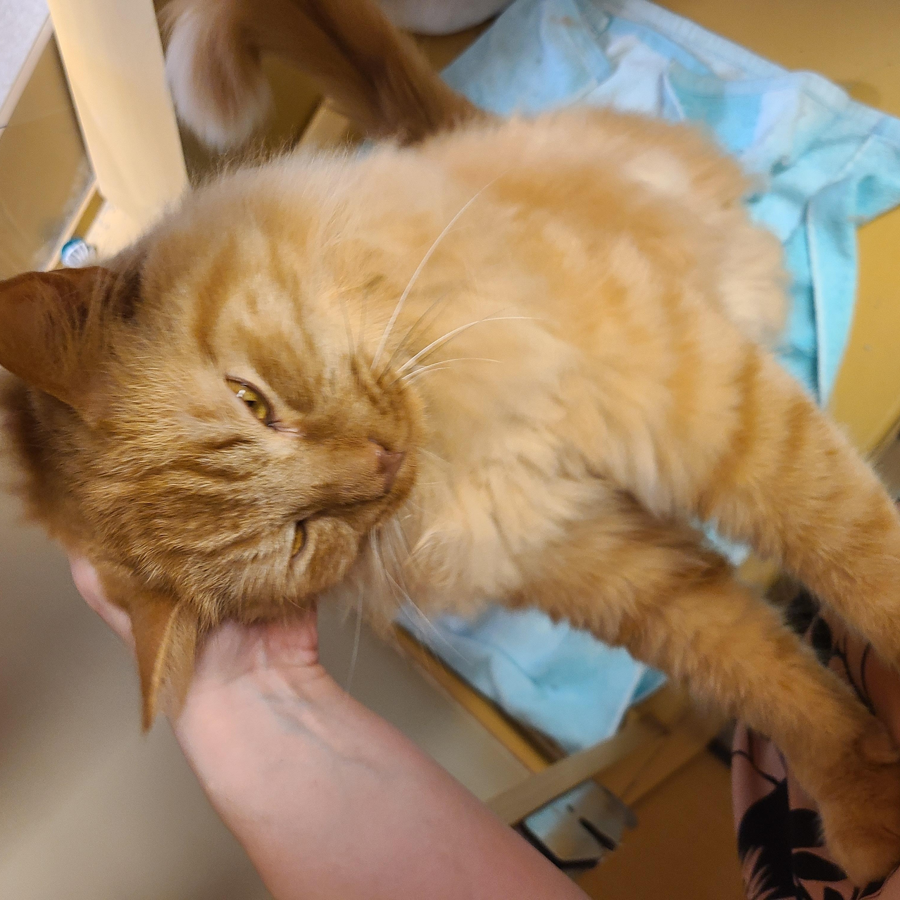 Enlarge Hamlet, an adopted Domestic Long Hair in Gerrardstown, WV image 5/6