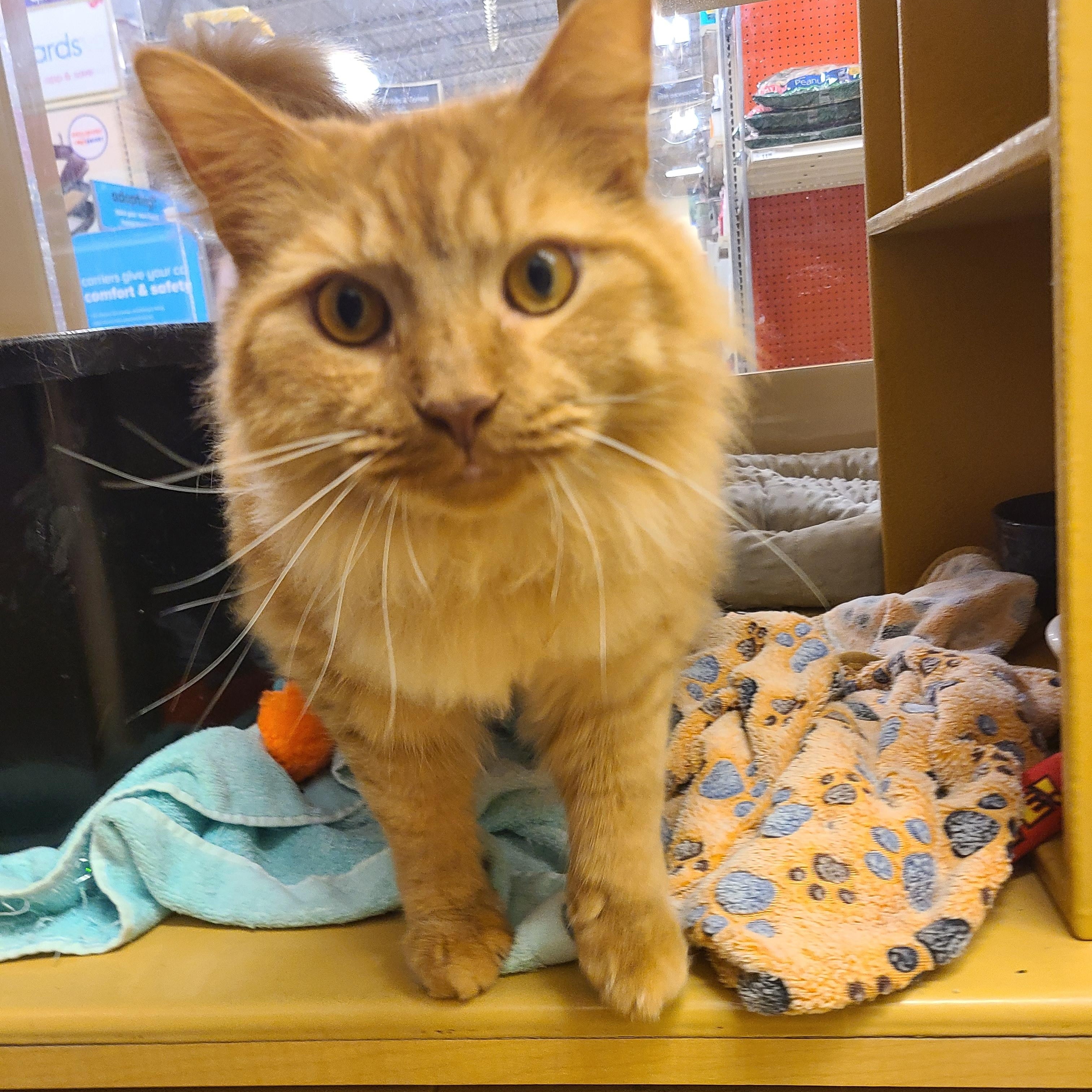 Enlarge Hamlet, an adopted Domestic Long Hair in Gerrardstown, WV image 1/6